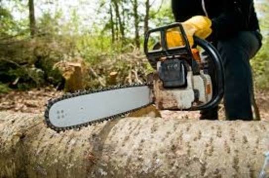 Detroit Tree Service business image in Detroit, MI